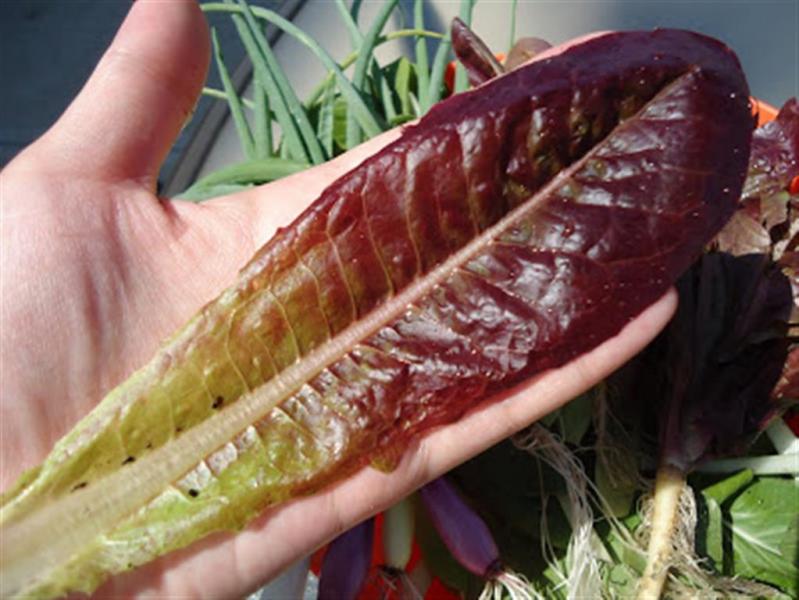 USA Heritage heirloom COS Lettuce seeds RED ROMA...